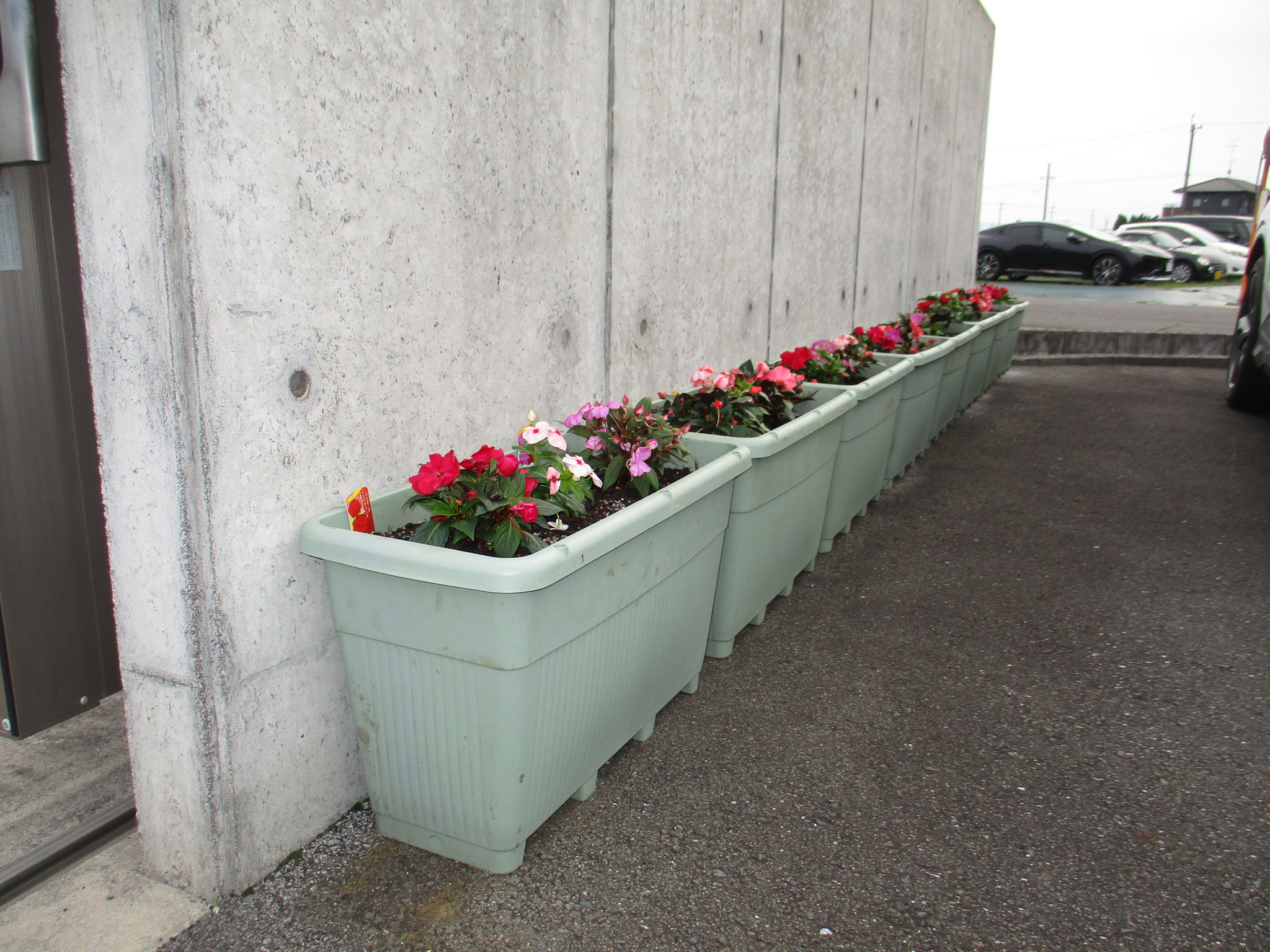 今年の花はインパチェンス